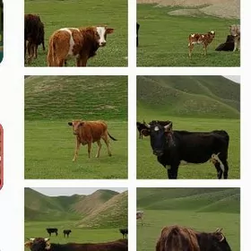 сыгрлар окузлер