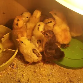 Карлик.Серама.Жуже