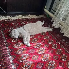 ŞATLAN PARODA PISIK