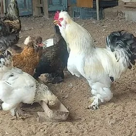 Troýka-Horaz (obmen induk bn)