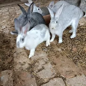 домашний товшан