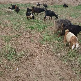 owlakly geci gysyr geçi