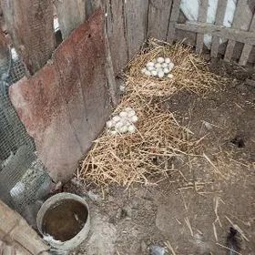 сатлык курк индуклар