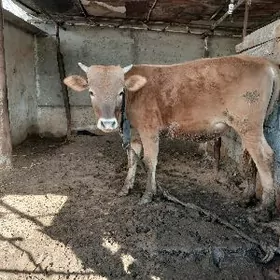 siwes okuz Tohum mal