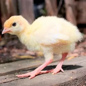 indýugyñ jüýjesi