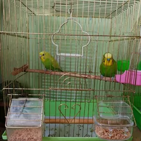 волнистые попугаи