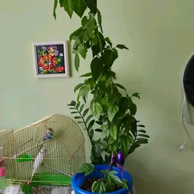 китайская роза