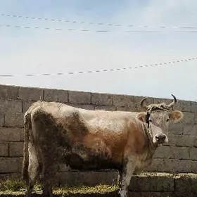 Tohum şiwit bogoz sygyr