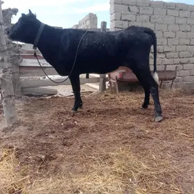 gölely sygyr 1ökuz