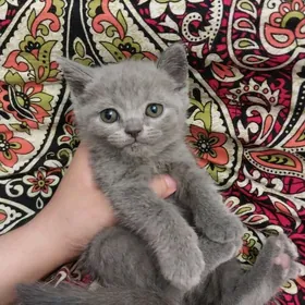 Скоттиш страйт котята