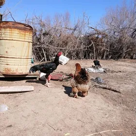 bayes Tashkent horoz