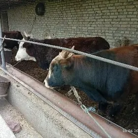 Öküzler/Окузлер