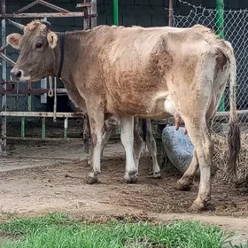 ARGİNAL GÖLELİ SYGYR