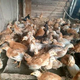 3-айлык жуйжелер