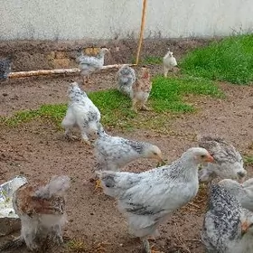 brama juje 2 aydan gecen