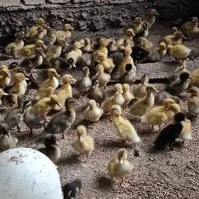 ýaşylbaş ördek jüýje