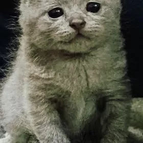 шотландский вислоухий