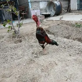 байес хораз прча