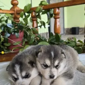 щенки Хаски