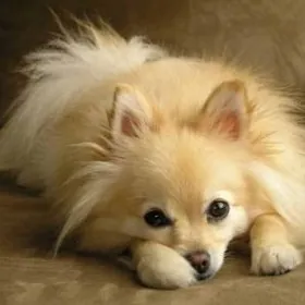 Породистый ШПИЦ