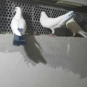 kepter, голуби