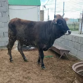 SIWES TUWE GYSYR SYGYR