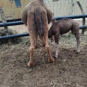 iki sany kosekli duyeler