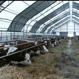 Taÿyn Sygyr ferma 13 Gekdar