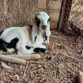 Пакистан арасса овлак