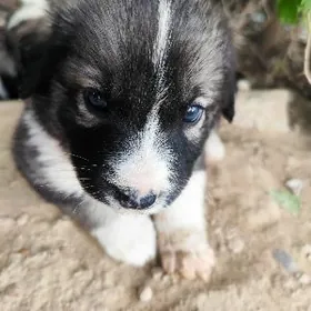 котята,собака/ it