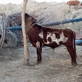 сатлык  окиз