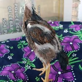 О ШАМО ЖУЖЕЛЕР