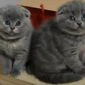 вислоухие котята ‍