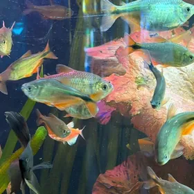 Тетра  рыбки