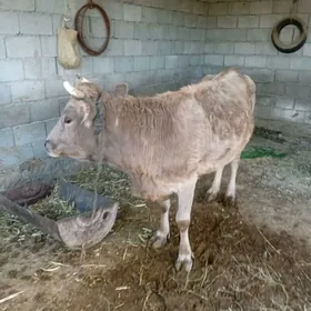 Голели Сыгыр