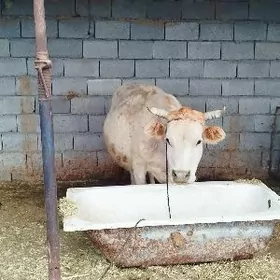 şitohum bogoz sygyr