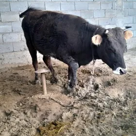 2 ýaşap geçen Tüwe