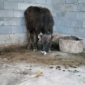 1 ýaşap geçen Öküz