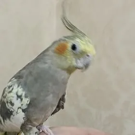 Корелла самка ручная давала 