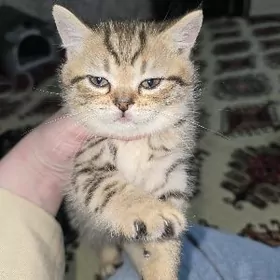 котята породистые