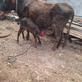 Sugyr goleliSygyr. goleli