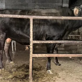 bakylan tohum öküz