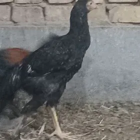 mitis taşkent  horaz