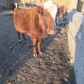 ýaş sygyr 2 gólesi bar