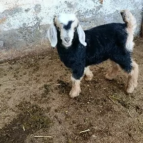 owlak süýt bermeli