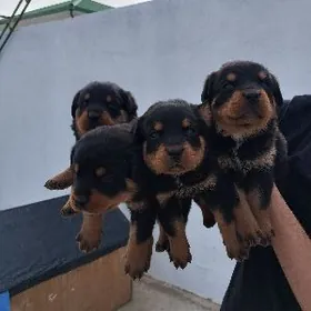 РОТВЕЙЛЕР!!