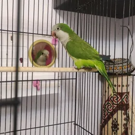 Попугай Калита Монах