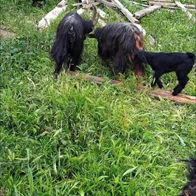 owlakly geci tokly guzuly goyu