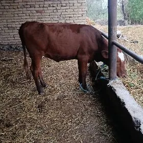 симентал катыш унажынлар