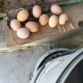 yumurtga Yymyrtga  Яйца